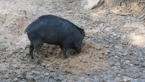 Black-peccary-digging-dirt-in-French-Guiana